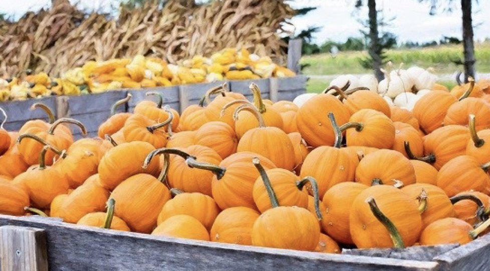 Angels' Place, Inc. (angelsplacepgh) Twitter