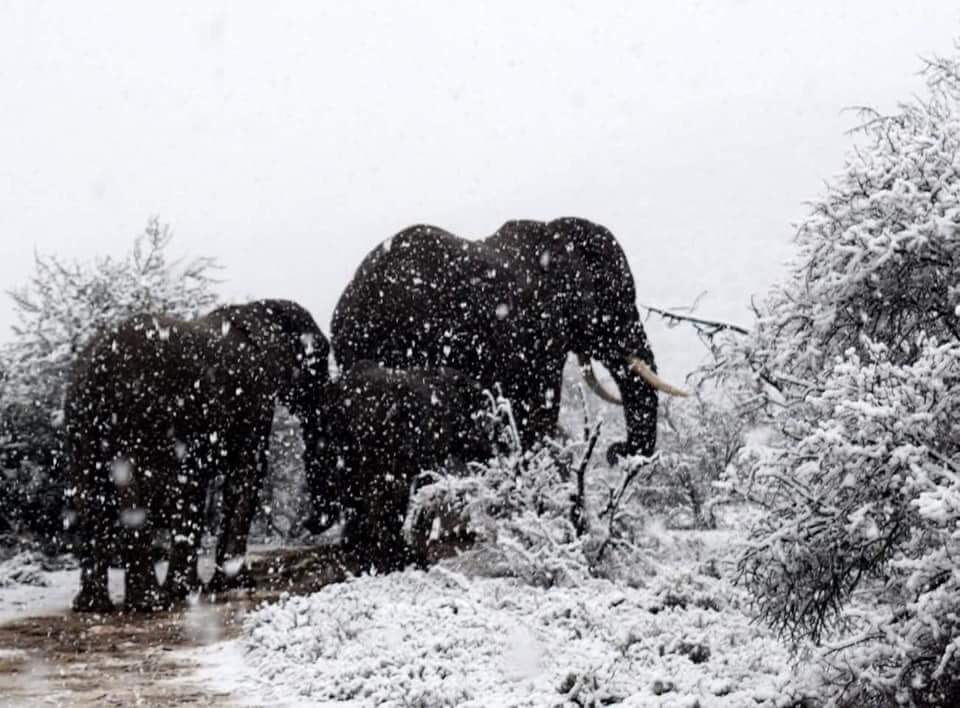 comandotibidabo's tweet photo. Impressionants les imatges de Kitty Viljoen desde Sud Àfrica. https://t.co/hPSvRdPJXI