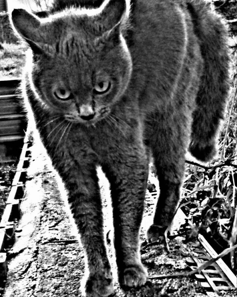 bw chat