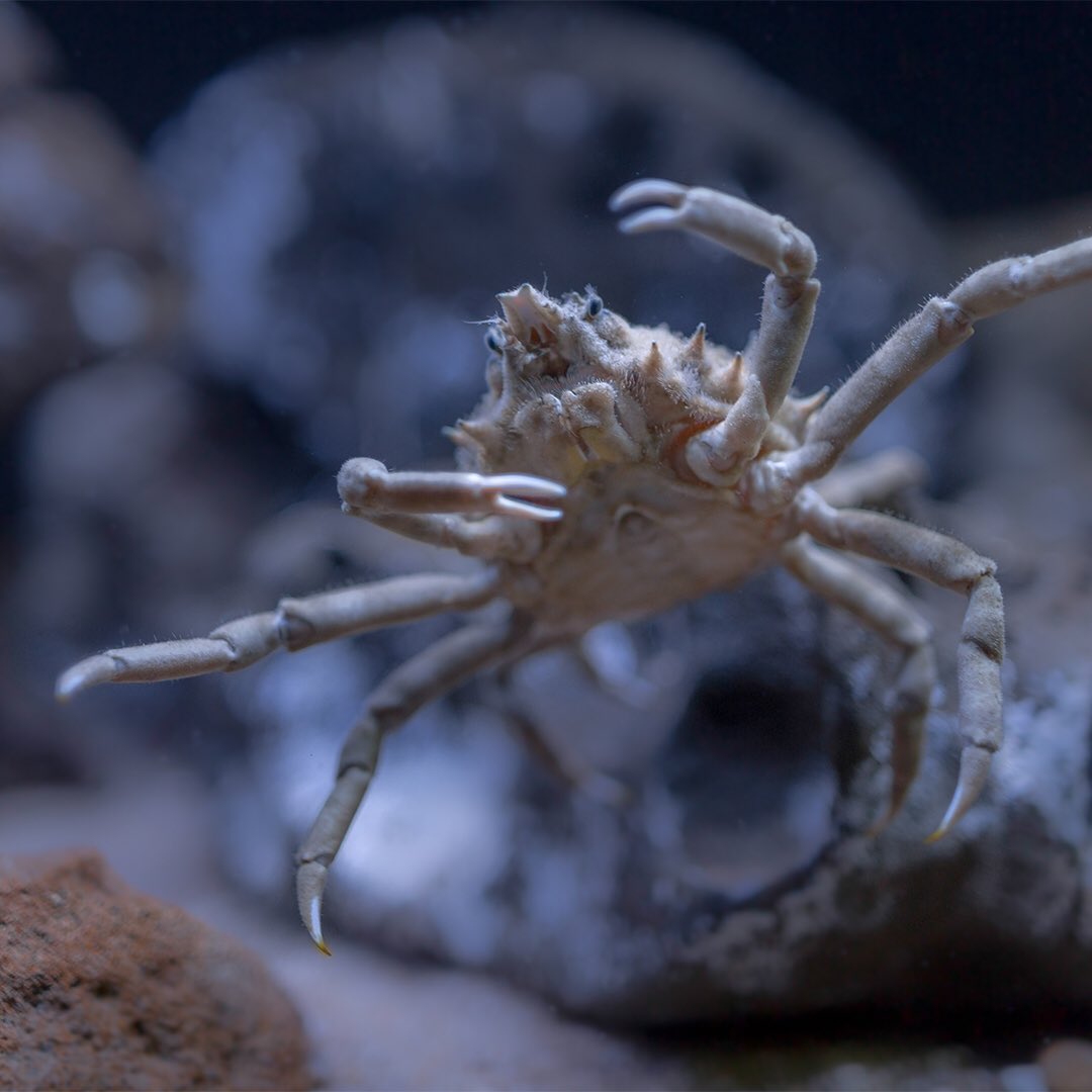 National Aquarium on X: The decorator crab is known for its design flair!  To camouflage themselves from potential predators, decorator crabs fasten  seaweed and animals - like anemones and sponges - to