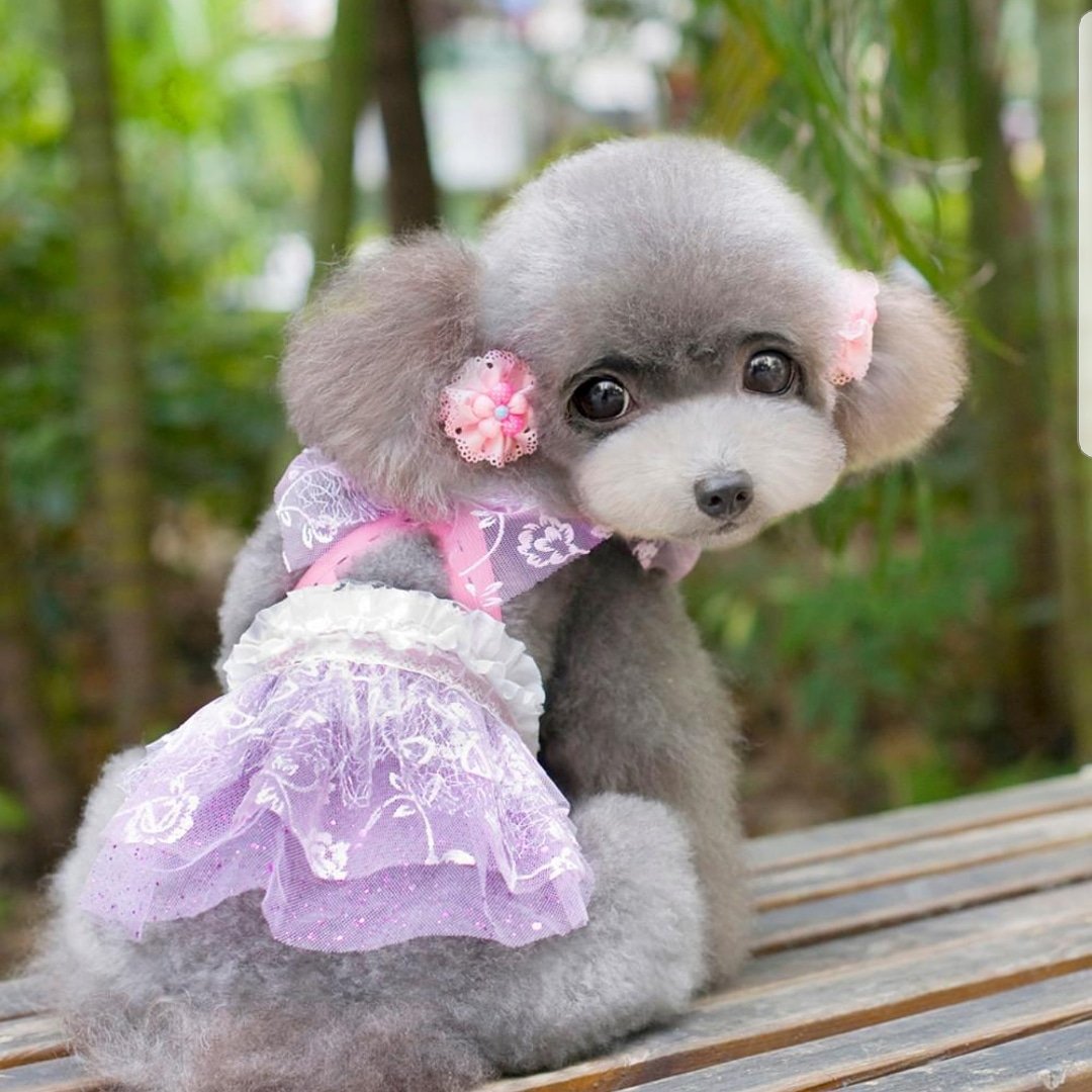 Wags4You2's tweet photo. So adorable! Can fit rabbits too! Part of the 25% off sale! Don't miss out! β€ Like πFollow π¬ Comment
Tag someone!
#rabbits #smallpets #smallpetlovers #dog #dogs #doggo #doggy #doglovers #tagafriend #tagsomeone #adorable #cute #animals #sale https://t.co/sV2XocH1qc
