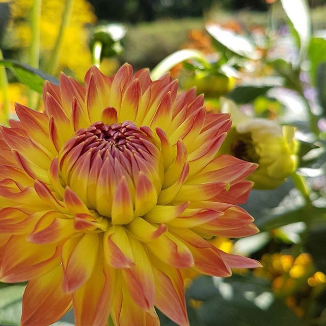 twitter dahlias morning flower picturesque malayala www