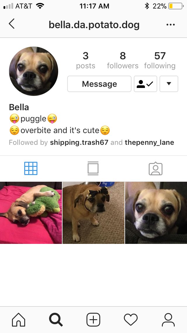 Everyone go follow my dog Bella on instagram!! She is a pug and beagle mix and she is really cute!! #instagramdog #pug #beagle @GraysonDolan @EthanDolan @jamescharles @emmachamberlain