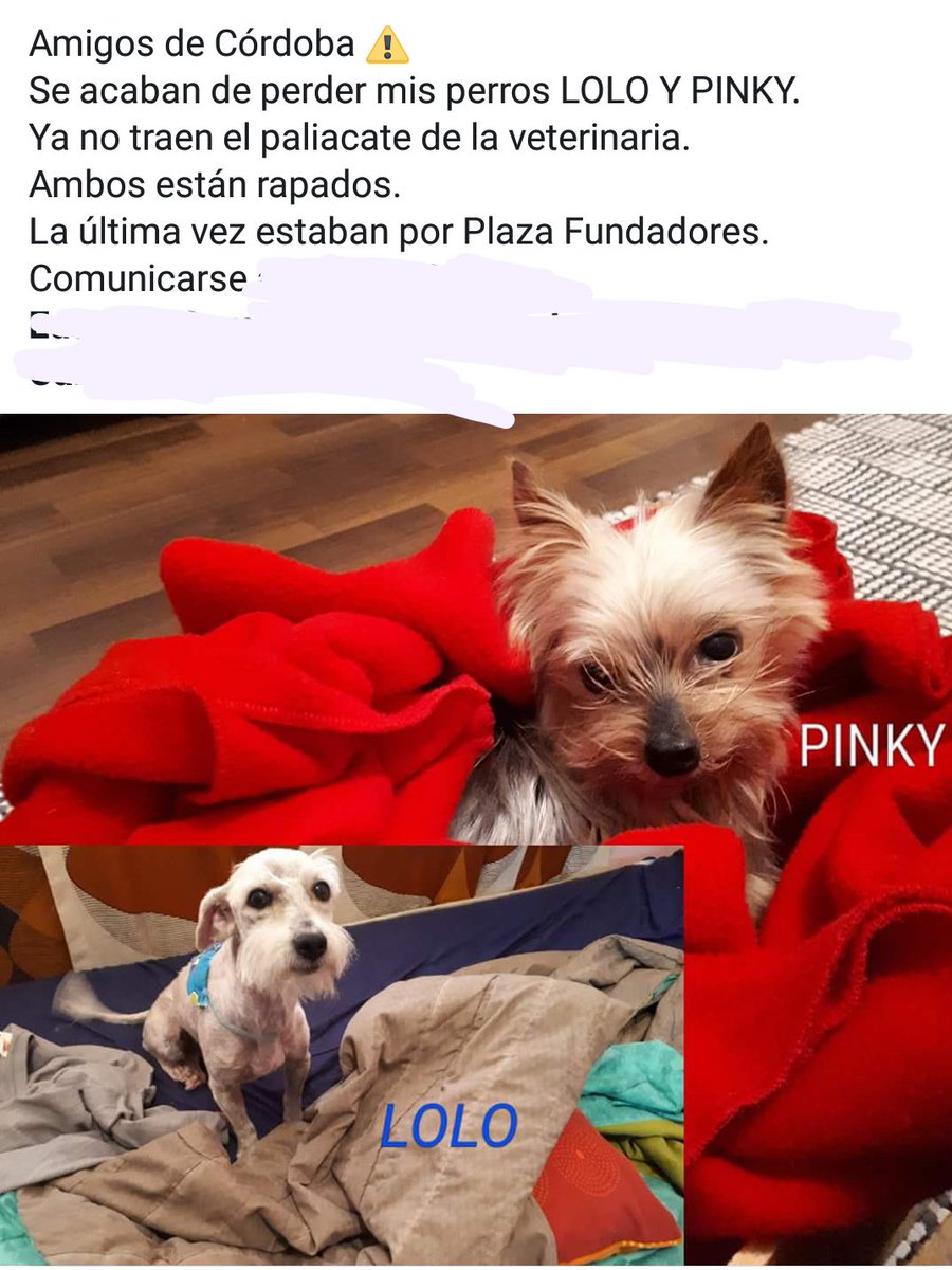 AlexHesles's tweet photo. Ayuda para encontrar a estos 2 perritos #Veracruz #Cordoba #Orizaba https://t.co/XK2sOY4v1U