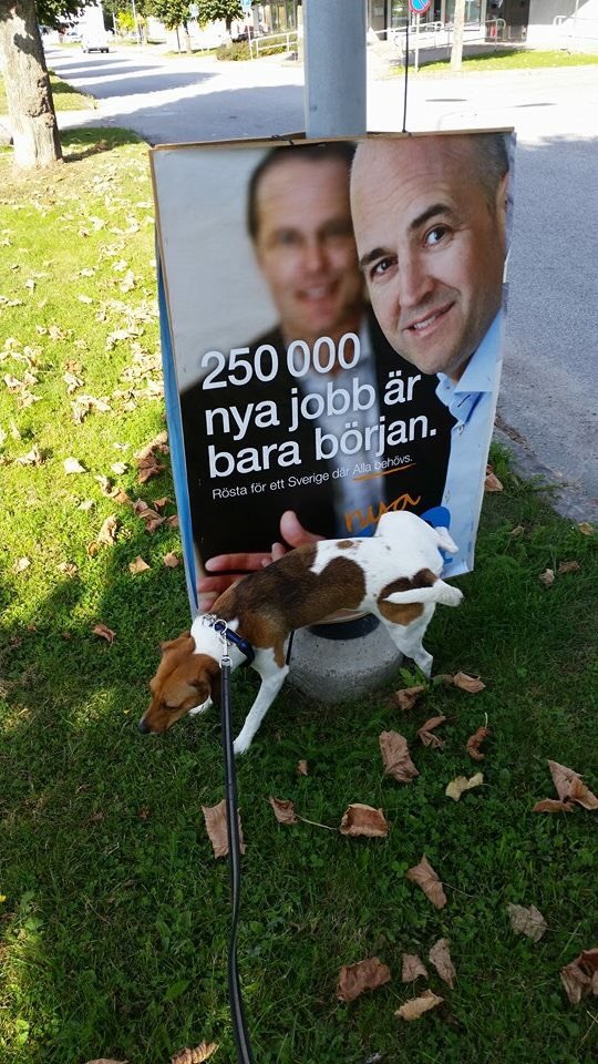 discotilda's tweet photo. #valet2018 doge uttryckte en åsikt 2014 https://t.co/VrnfvrPl5J