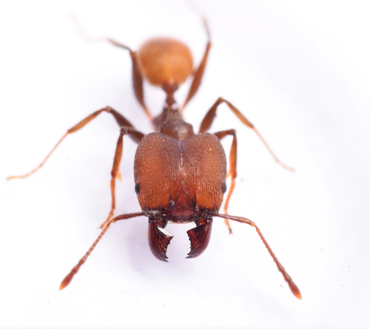 portrait of the beautiful Pheidole biconstricta soldier collected during the #Antcourse in French Guiana