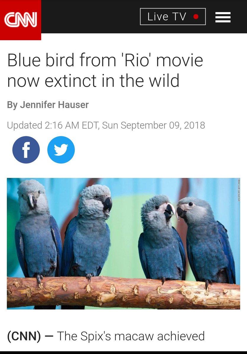 Antonia In 11 The Film Rio Talks About A Spix Macaw Named Blu Thought To Be The Last Of His Kind When Word Arrives That There Is One Female Left