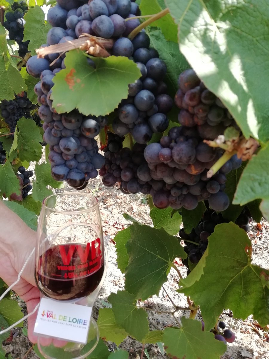 renard57's tweet photo. #vvr18 #Instavigne 🍇🍇🍇🍇 https://t.co/to7XS65WnB
