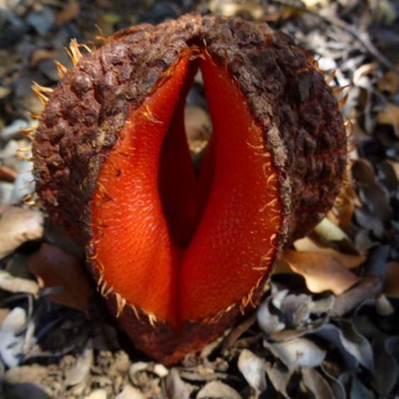 The flower of the Hydnora africana plant.