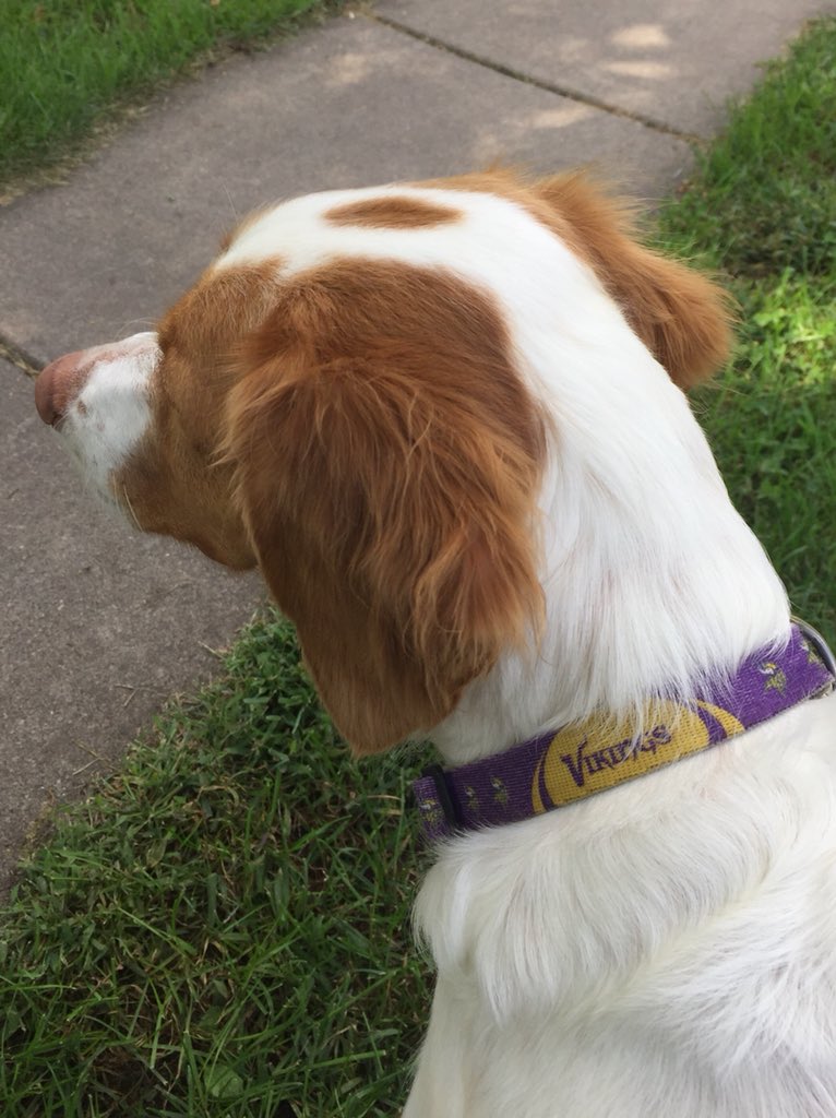 DickHildebrand's tweet photo. Kazzy got her Vikes collar on so she is ready for the Vikings opening game!!! https://t.co/2LVoL5b3Fq