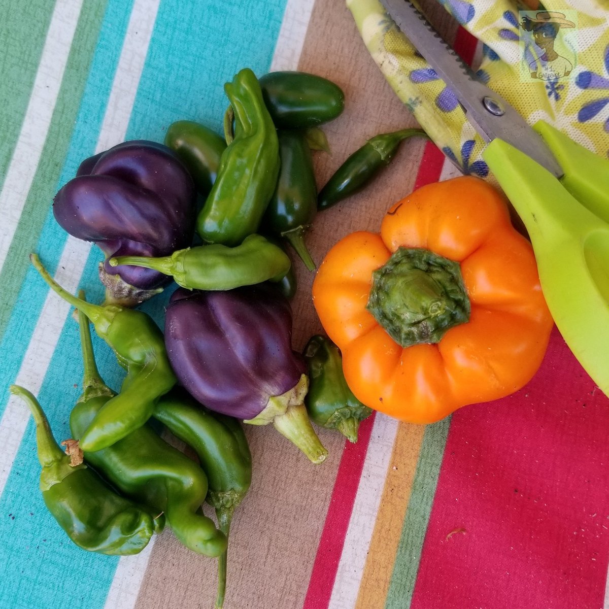 sherricolaxxx's tweet photo. #peppers #hotpeppers #sweetpeppers #prettypeppers #colorsofthegarden #nofilter #harvest #urbangardener #ilovegardening #growyourown https://t.co/qRw9f8rWYL