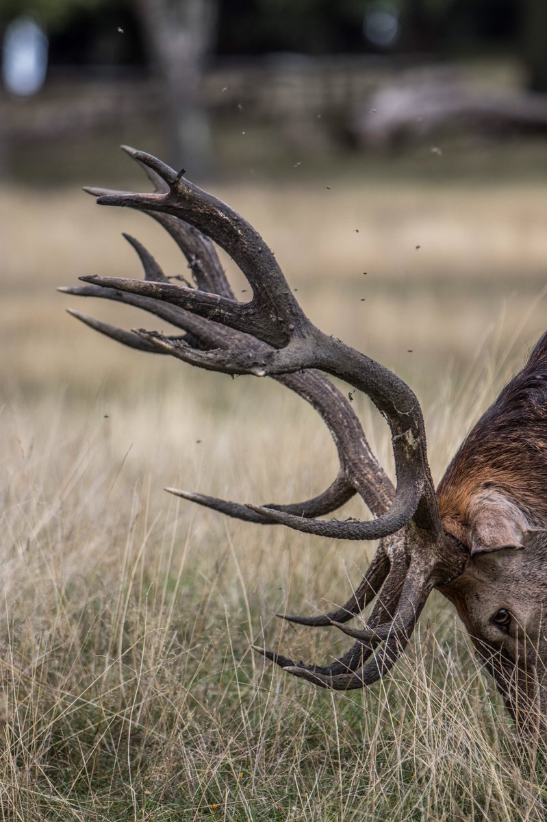 A few profiles and close ups on the Red Deer from the other day. It’s crazy to get up close and see how the antlers are so defining and picturesque but also deadly #deer #canon #nature photography #red deer #wilderness