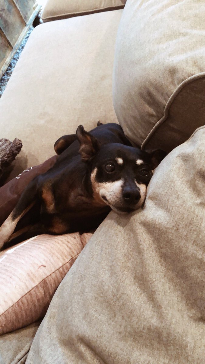 KarissaElla_'s tweet photo. “Hey, wanna cuddle and watch Netflix all day???” -Yes, yes I do. Happy Sunday from me and this little guy!!
.
.
.
#netflix #baxter #minaturepinscher #singersongwriter #singer #countryartist #countrymusic #country #lazyday #cuddlemode #comfy #sunday #karissaella #nashville https://t.co/pWMJPNF9aj