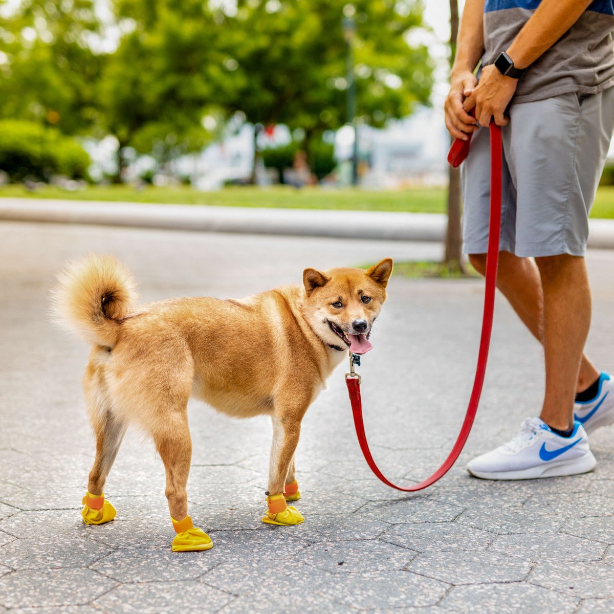 BubblePaws_'s tweet photo. Just a quick pose for the paparazzi #bubblepaws #puppylife #doglover #dogfashion #dogbooties #mydogiscutest https://t.co/YWNUl9G4gR