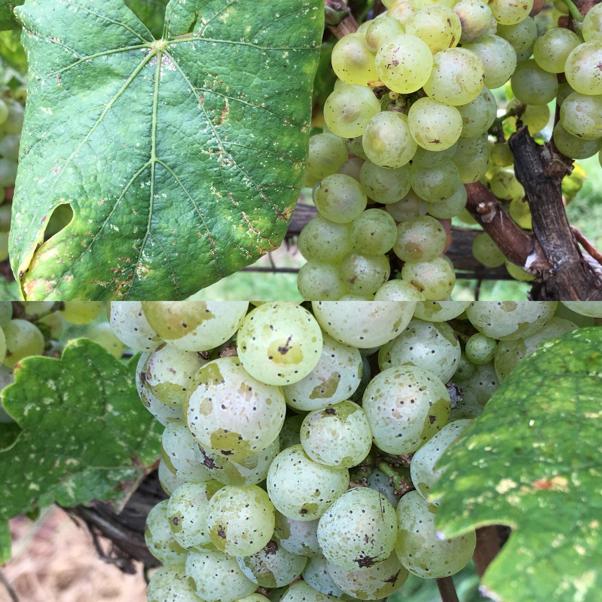 WillowcroftWinery tweet media