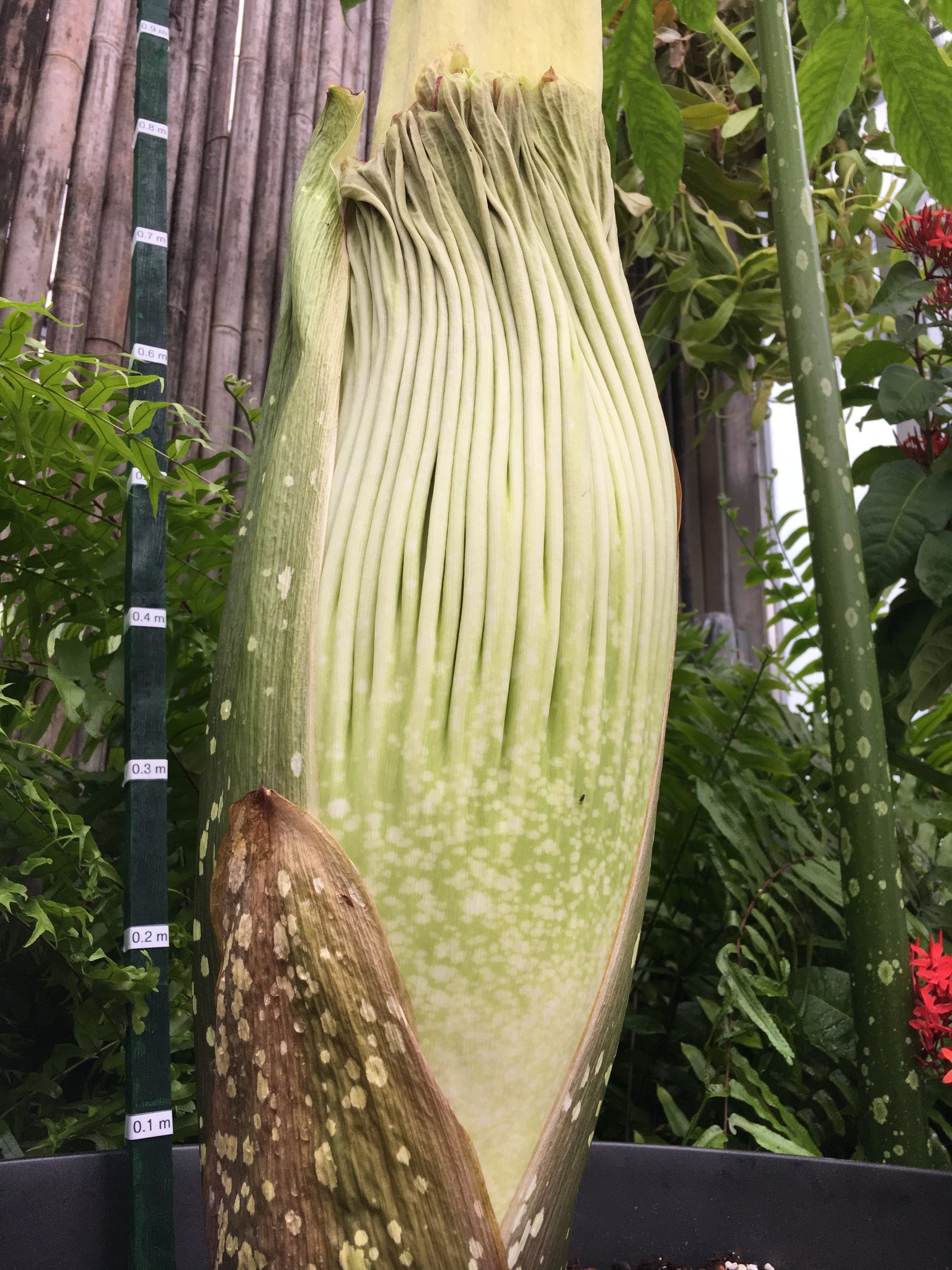 A rare 'corpse flower' that smells like rotting flesh is set to bloom