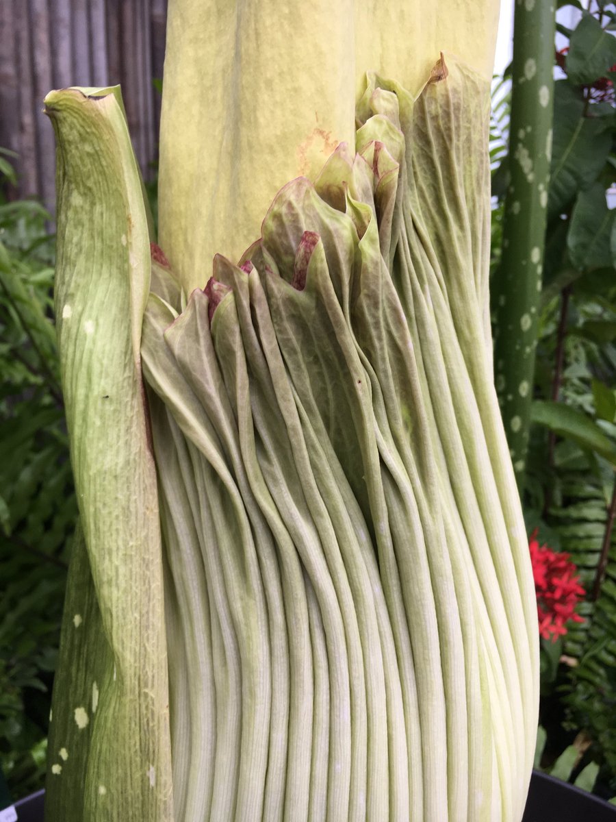 A rare 'corpse flower' that smells like rotting flesh is set to bloom