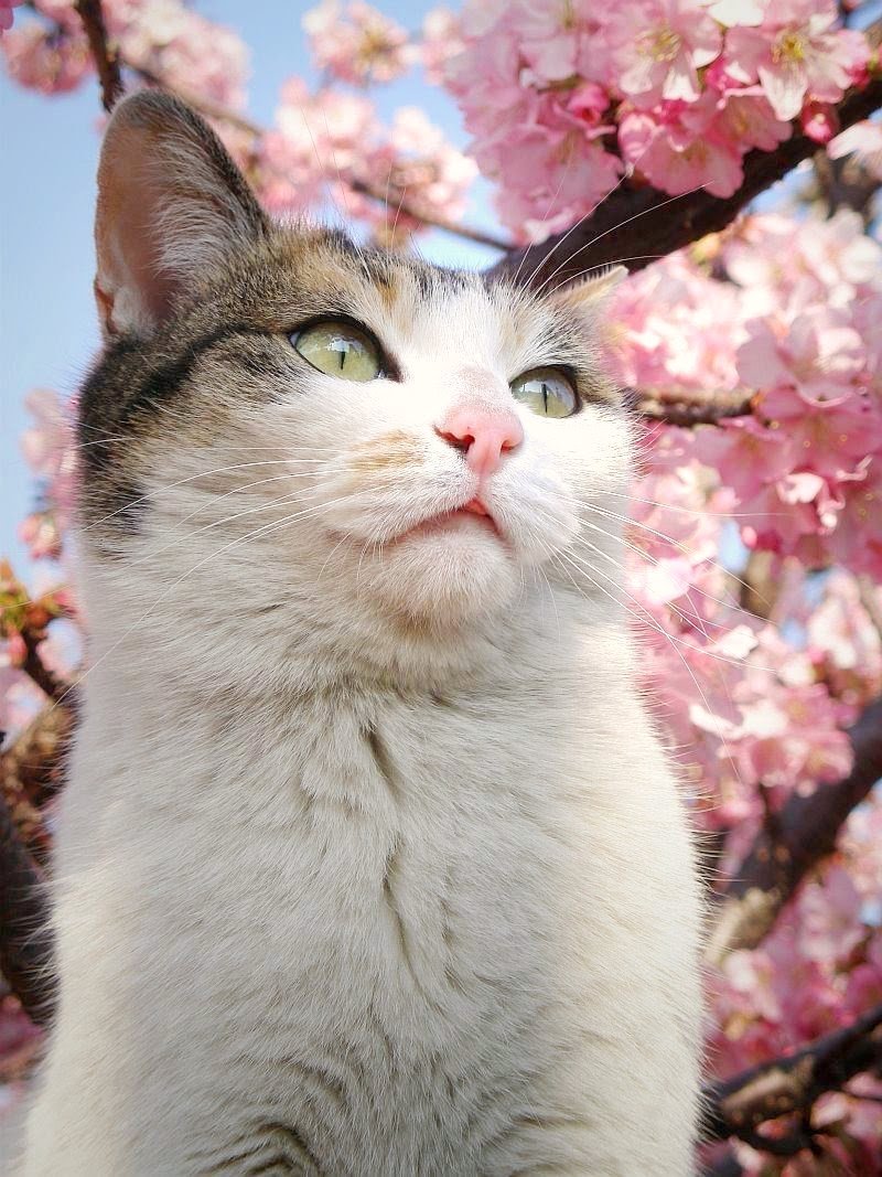 Весенние кошки