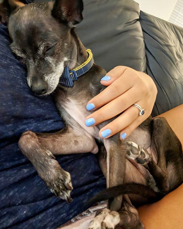 brucewayneatx's tweet photo. Yup, got the best seat for a rainy start to the NFL season! ⛈️🏈💤 •
•
•
#therapydog #divinecanines #italiangreyhound #chihuahua #muttsofinstagram #puppygram #pupsofaustin #caninesofaustin #dogsofaustin #dog #rainyday #naps https://t.co/x9DMpcAZZv https://t.co/bBhG8eXvkM