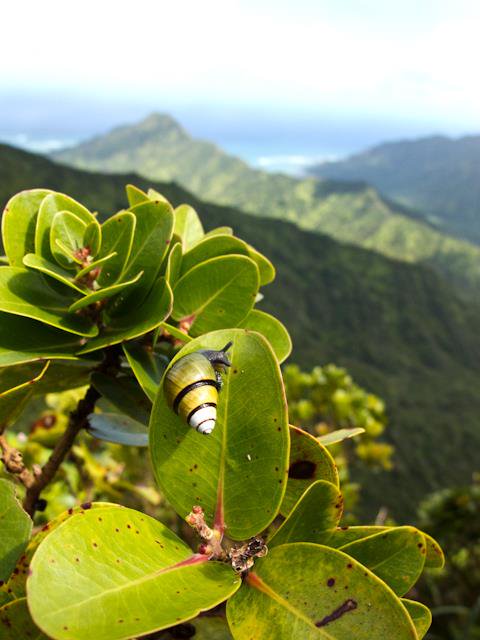 Time for #SundaysWithSnails 🐌  

O‘ahu tree snails can only be found in the highest mountains on O‘ahu. But in the past, they lived throughout the forest from coast to ridge.  ▶️ bit.ly/2KZpAR7

Photo by David Sischo / DLNR; Achatinella sowerbyana