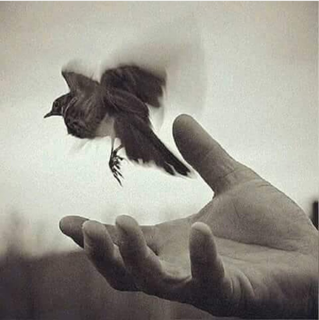 Жизненные картинки. Птицы улетают. Небесные ангелы. Спокойный человек. Девушка отпускает.