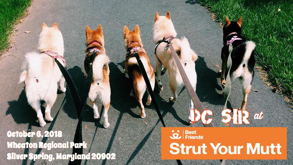 DCShibaRescue's tweet photo. #DCSIR is joining @bestfriends for #StrutYourMutt again this year. Strut Your Mutt is a national, multi-city walk to raise funds for homeless animals! There are two ways to participate! https://t.co/mcUIFIuRG9 https://t.co/3X0rScH5OC