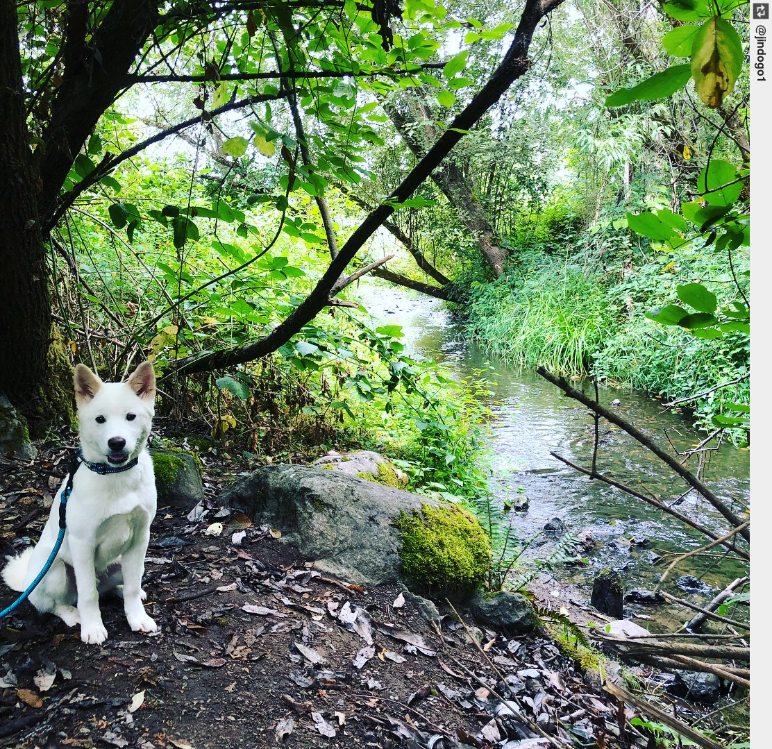IngloriousDogs's tweet image. Living my best life. ain’t got nothing on me. I even crossed a bridge, over water.twice. . #jindogo1 #jindodog #jindo #puppy