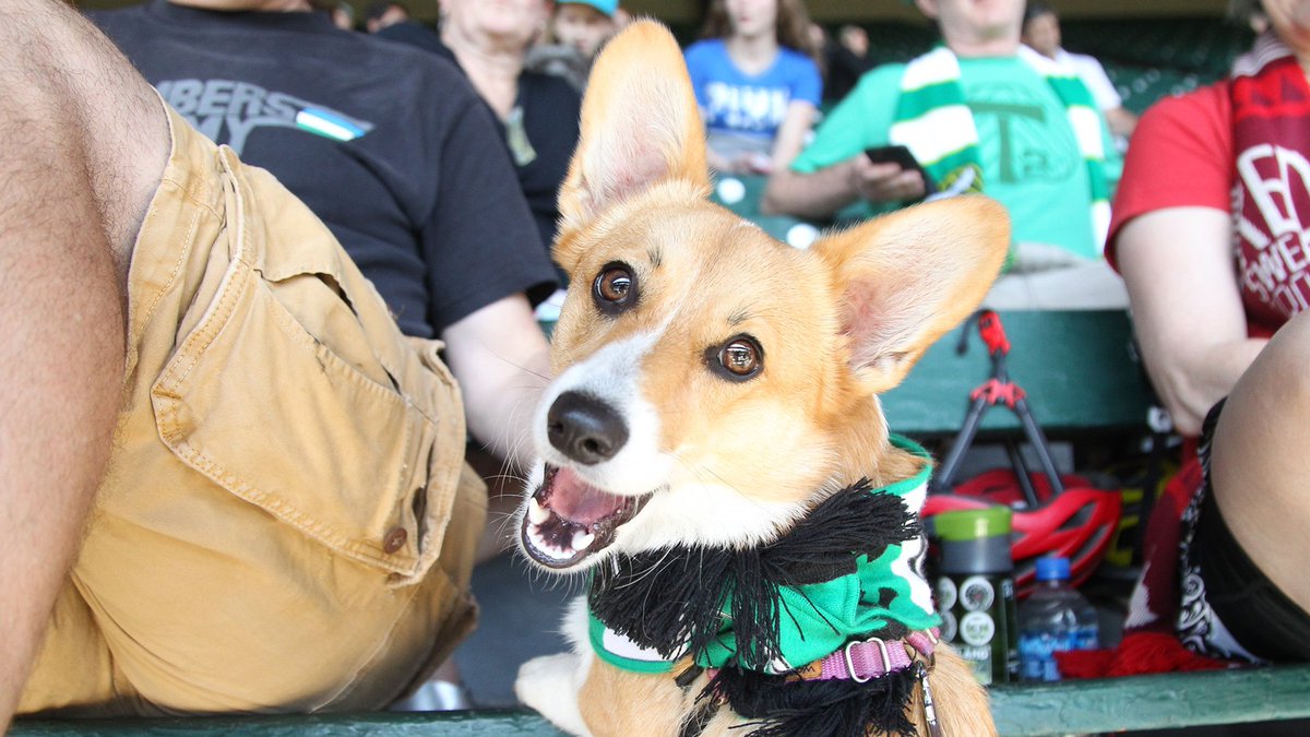 TimbersFC2's tweet photo. Doggo update: still very good. #BarkInThePark #t2pups #t2fc https://t.co/epzkI46oll