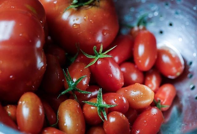 OctocarrieLyn's tweet image. weekly tomato harvest is a bit more than I can handle #gardenbrag #nonproblem ift.tt/2wWkd0Q