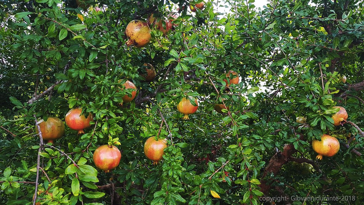 positivewind's tweet image. prendendo spunto dalla domanda..chi c'è in queste foto? dovrei fare un elenco "sostanzioso" di vent'anni di esperienza...di storia di coltivazioni di melagrane.
