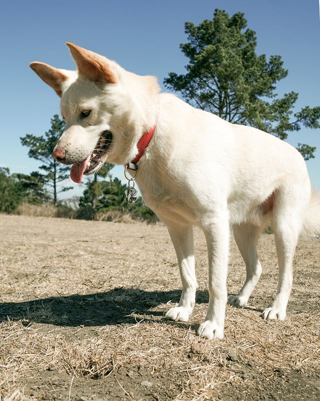 edaleeta's tweet image. 💛 Gogi seeks a soulmate that can also stare at gopher holes ALL DAY. 💛 ••• #jindodog #pungsandog #mysaturday #getoutside #focused #doingme #petsofinstagram #dogsofinstagram
instagram.com/p/Bngvc1Ol_o6/