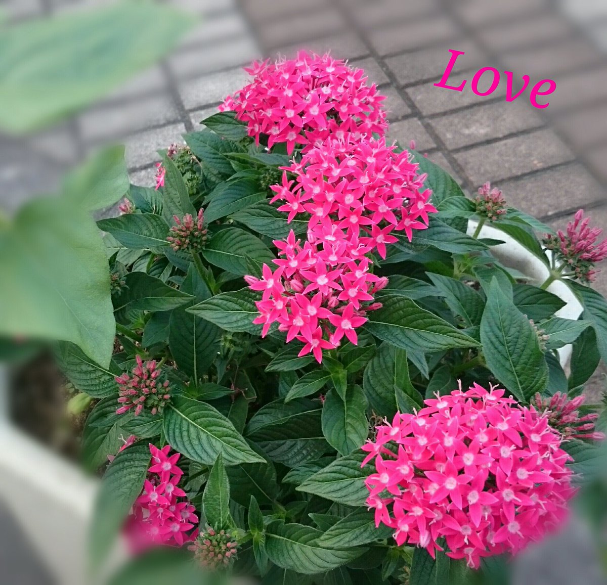 mymerokittylily's tweet photo. @Newsasamoto 
Great Monday! https://t.co/sXgxyXyp6o