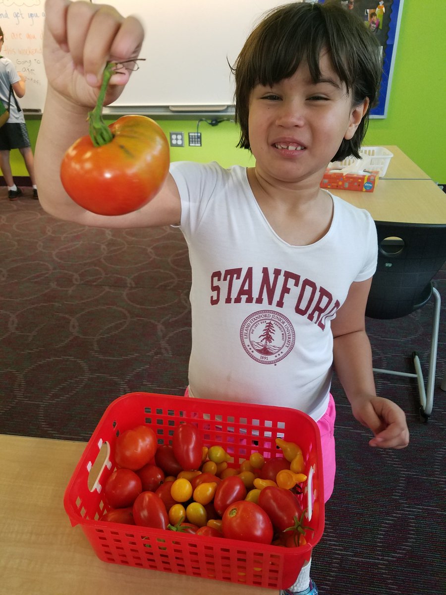 Tomatoes anyone? We love our garden at Summit! #reynproud #summitSTEM