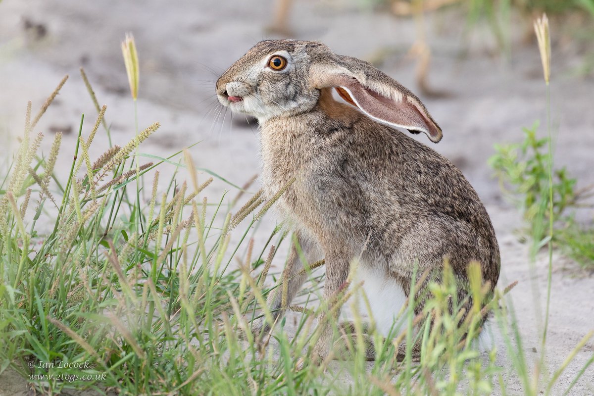 IanLocockPhotos's tweet photo. Scrub Hare - Central Kalahari, Botswana
#ScrubHare #Botswana #CentralKalahari #IanLocock #nature #wildlifephotography #wildlife https://t.co/NkSmz6T7gf