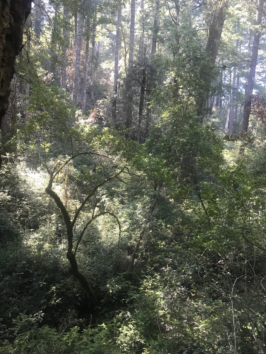 esthergrady1's tweet photo. Much fun exploring Mt. Tamalpais earlier this week with #conservationbioUSF https://t.co/VJai0l2clz