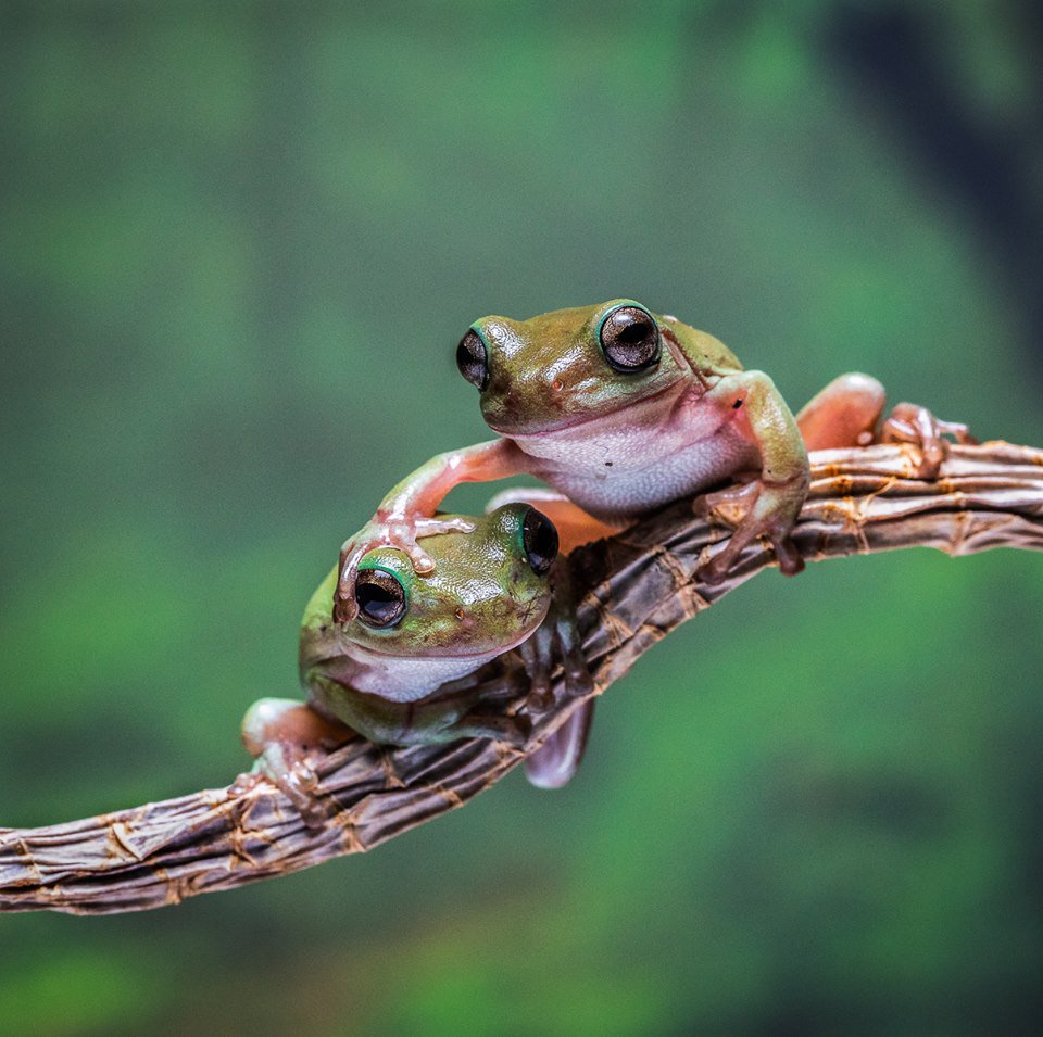 3rd place PDI I'm Top Frog by Tim Gilbert