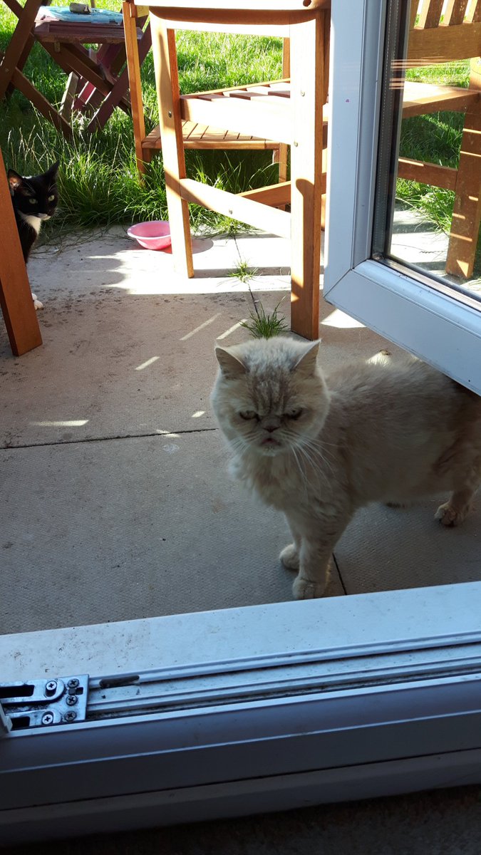 Donnaspetsitti1's tweet photo. Hi #BrumHour I am a #petsitter and #dogwalker in the #halesowen area. 10 years experience working as a veterinary nurse. DBS checked and have full public liability insurance. #colleygate #cradleyheath #oldhill #oldbury #cradley https://t.co/gKKJ387pPR
