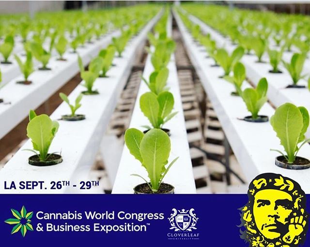 BizCanna's tweet photo. Join CLU at the Los Angeles Convention Center September 26th for our #CWCBE Expo pre-conference workshop, “Open a Cannabis Business.” Learn the intricacies of the business as we discuss business start ups, financials, facility build outs, local and state… https://t.co/Fk9ZX1Cl1t https://t.co/6IhcXf4lod