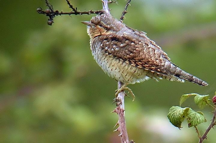 The unringed bird in front of the observatory landguard #digiscoping ⁦<a href="/BINsBirder/">Lee Woods</a>⁩ ⁦<a href="/RBAInfo/">Reserve Bank of Australia</a>⁩ ⁦<a href="/celestronuk/">Celestron UK</a>⁩ celestron telescopes