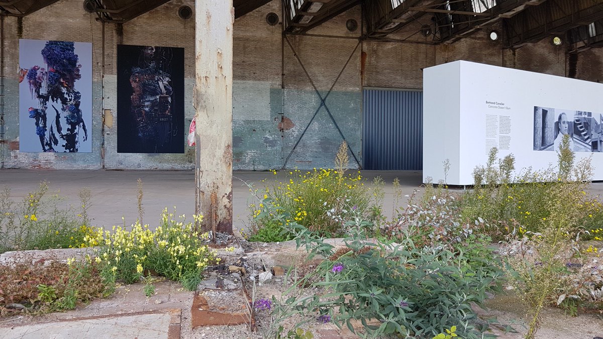 Bloemen bij een oude fabriekshal in Breda met vlasbekje, jakobskruiskruid en buddleja #wildflowerhourNL