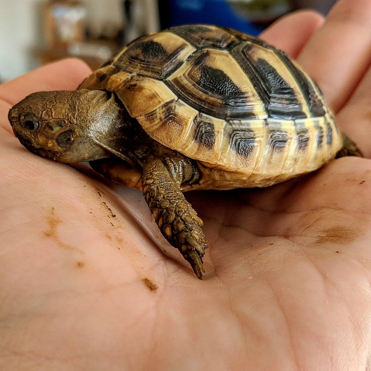 thornathetort's tweet photo. #tortoise #cuteanimals #SundayFunday https://t.co/KW6djP0Ktb