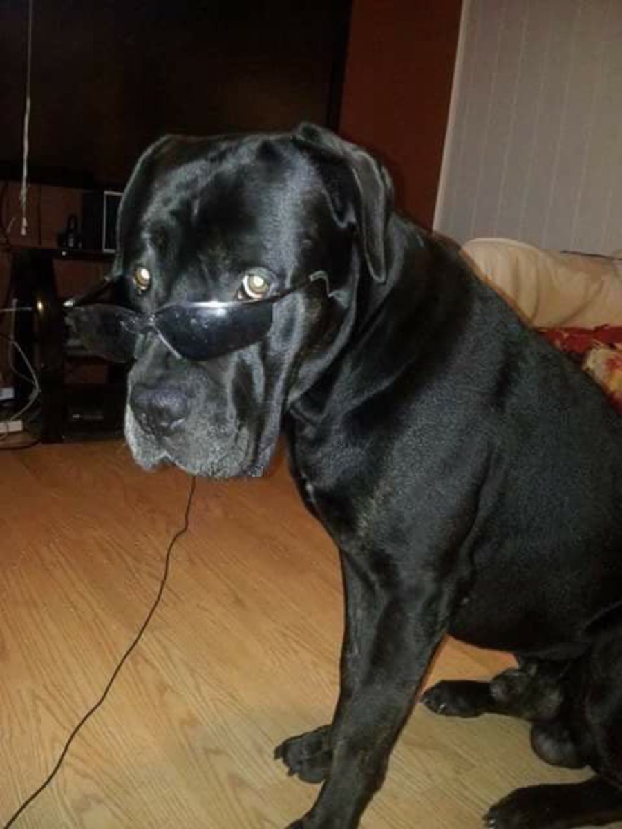mycanecorso's tweet photo. So coo!
Photo by Milissa Robert Burnside #mycanecorso #canecorso #corso #canecorsocool #canecorsosleepy #corsolove #corsolovers #corso2018 #canecorsos #italianmastiff https://t.co/B7Ag3u56JF
