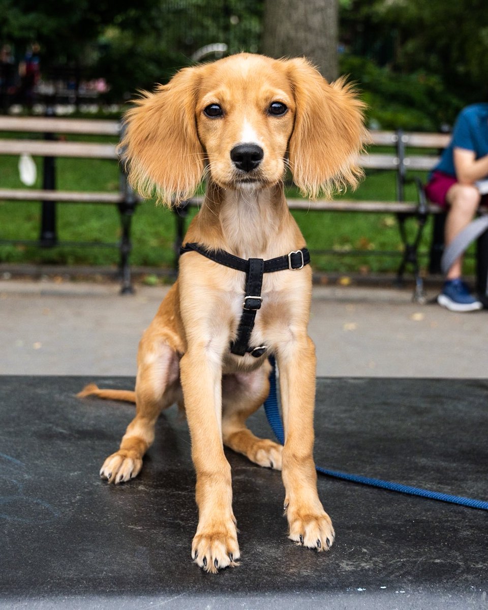 cavalier king charles spaniel mixed with golden retriever
