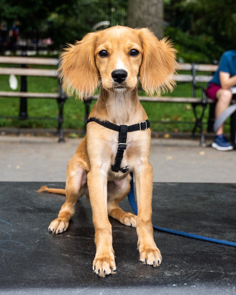 golden retriever x king charles cavalier