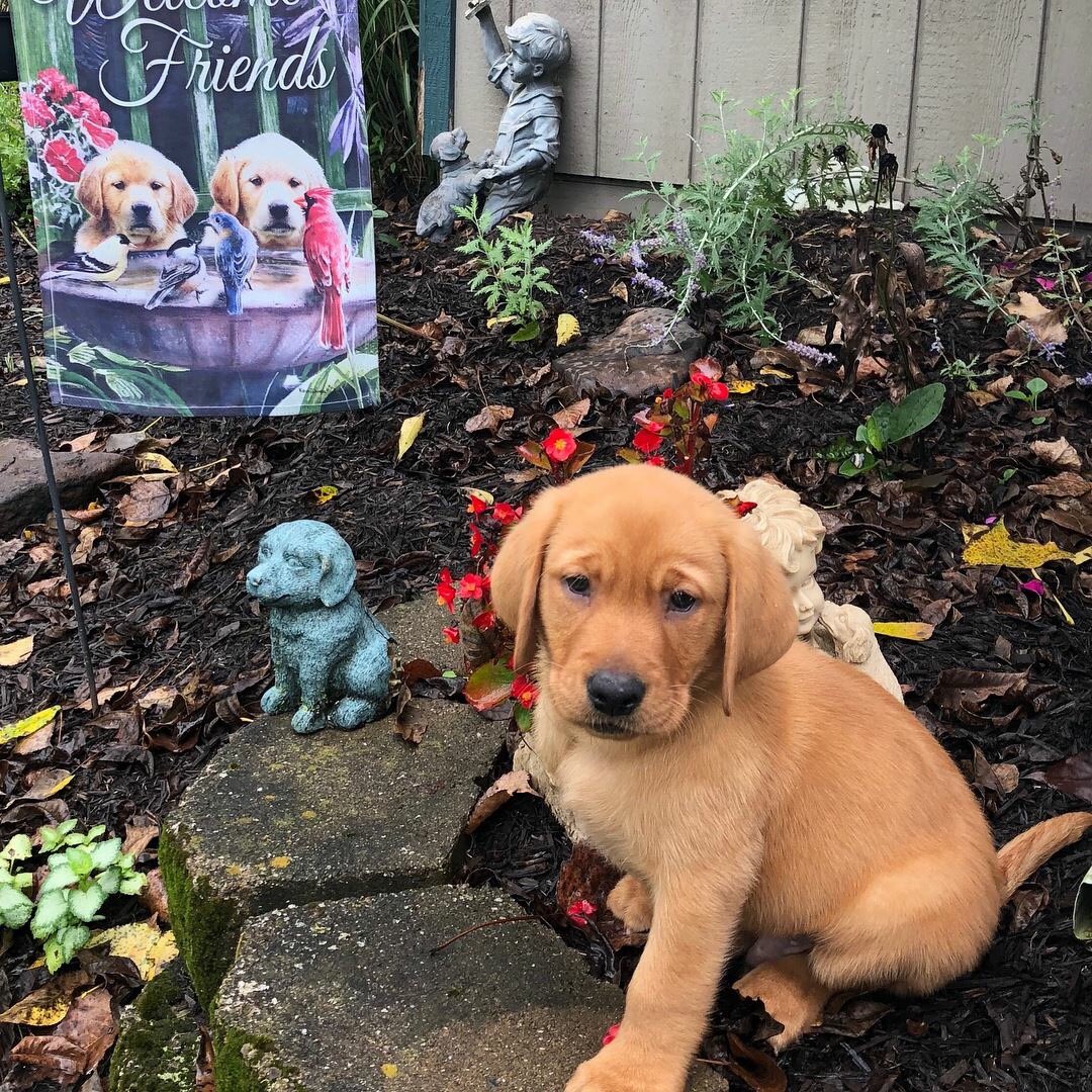 Barnes Puppy Love Puppylovelabs Twitter