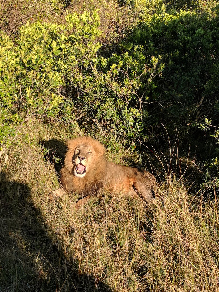 mayaellisuk's tweet photo. Well that's a wrap on Africa! Probably the best holiday of my adult life - so much wonder, laughter, new things and joy.

Also I heart SIIIIIIMBAAASSS ❤️🦁❤️🦁 (and hippos and warthogs and giraffes)

#NothingStopsAnotherDay

#Kenya #Africa #MaasaiMara #DianiBeach #Travel https://t.co/y1EoZoHiNE