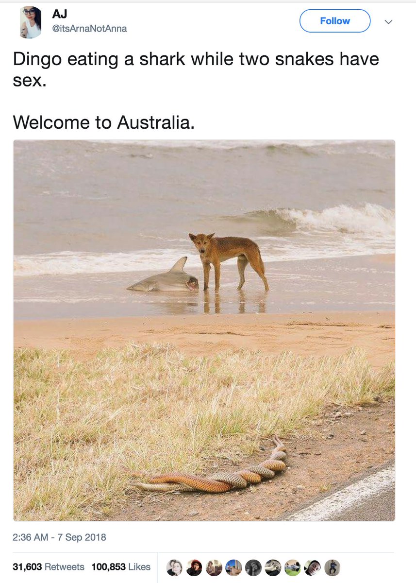 Brandon Wall On Twitter Making The Rounds Again This Photo Of A Dingo With A Dead Shark And Two Snakes Having Sex Is Totally 100 Fake Https T Co 104v5cq3ug Https T Co Maw5qg0jkd