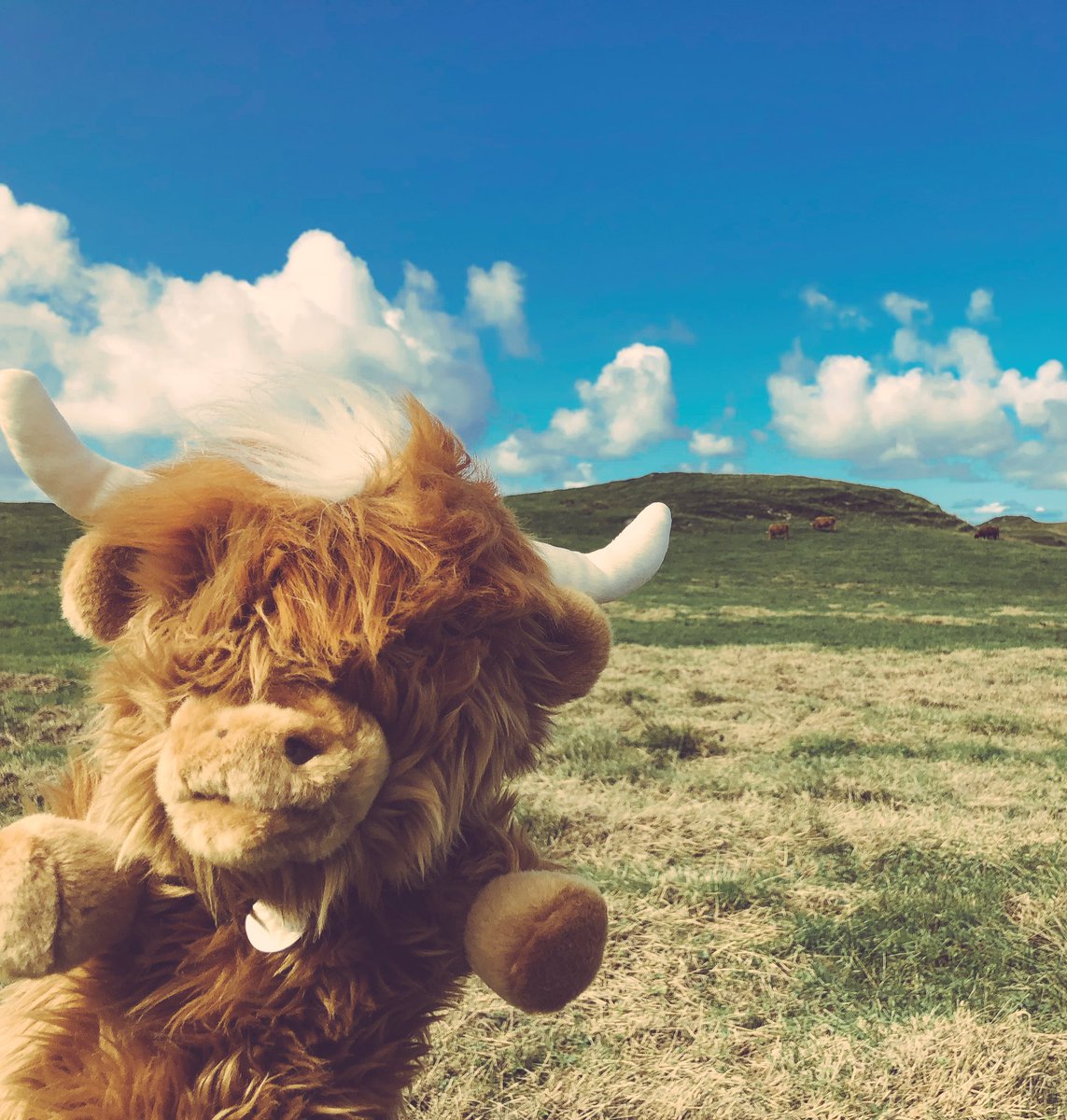 Spent some wonderful moooo-ments with my coo family at An Oa.