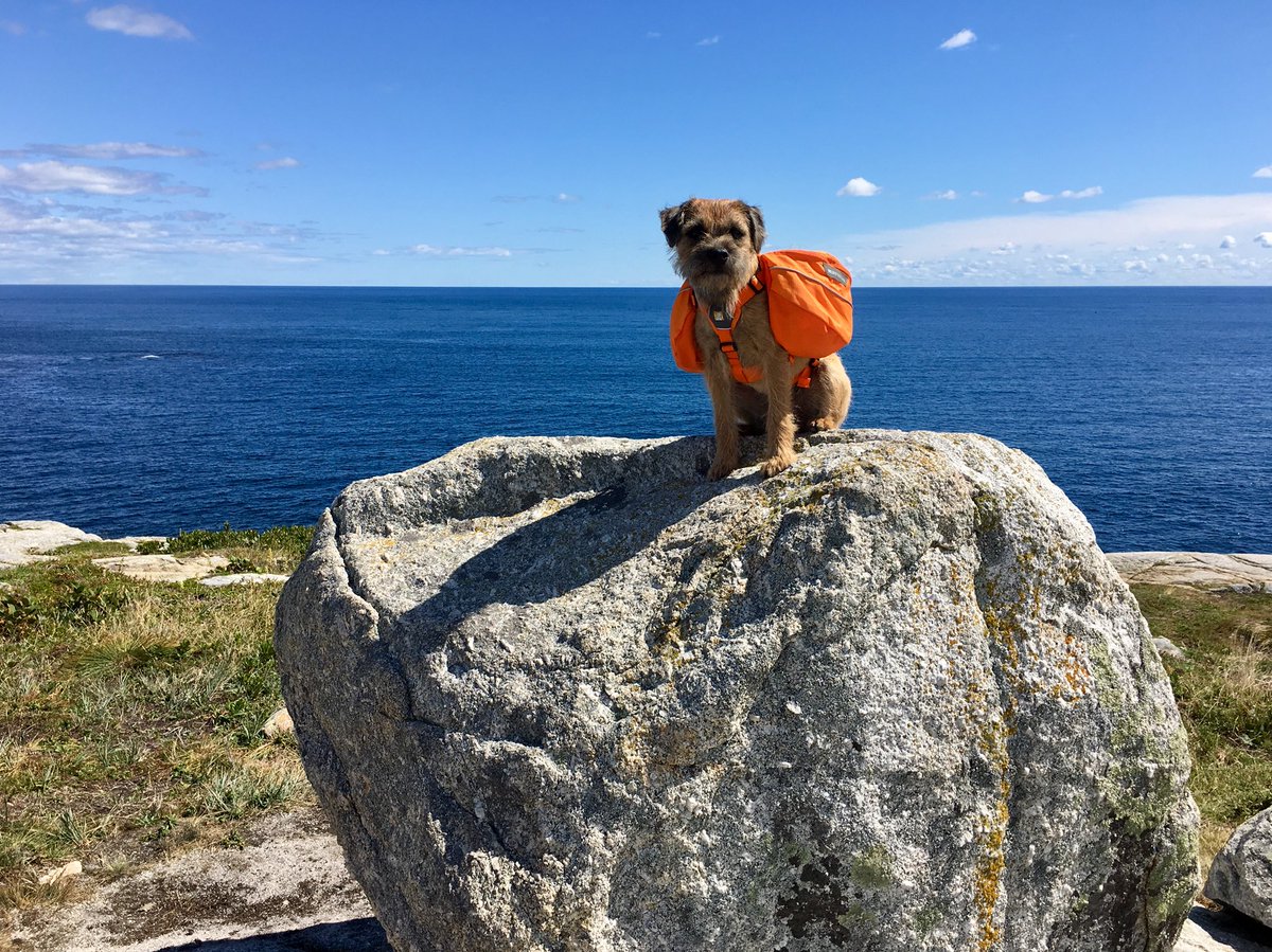 Hubble_BTerrier's tweet image. Today&apos;s hike was on #DuncansCoveTrail along our beautiful coastline. Nova Scotia is called Canada&apos;s Ocean Playground for good reason. 😃 #BTPosse #HubbleCam #Hubblevision #NSTrails #RockOn