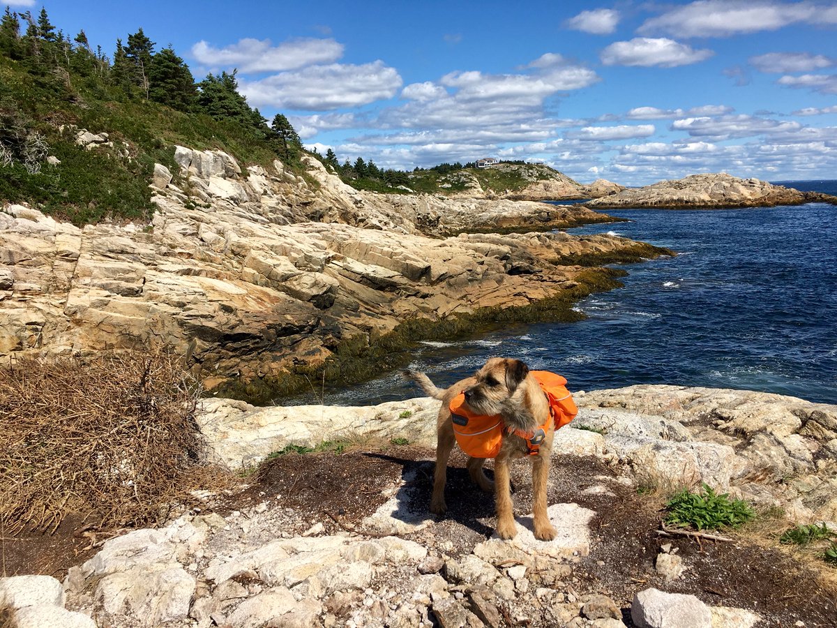 Hubble_BTerrier's tweet image. Today&apos;s hike was on #DuncansCoveTrail along our beautiful coastline. Nova Scotia is called Canada&apos;s Ocean Playground for good reason. 😃 #BTPosse #HubbleCam #Hubblevision #NSTrails #RockOn
